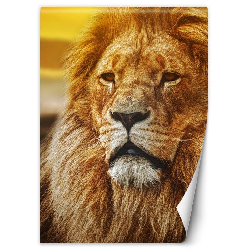 Fototapeta Feeby Portret lwa 100x140 1 szt