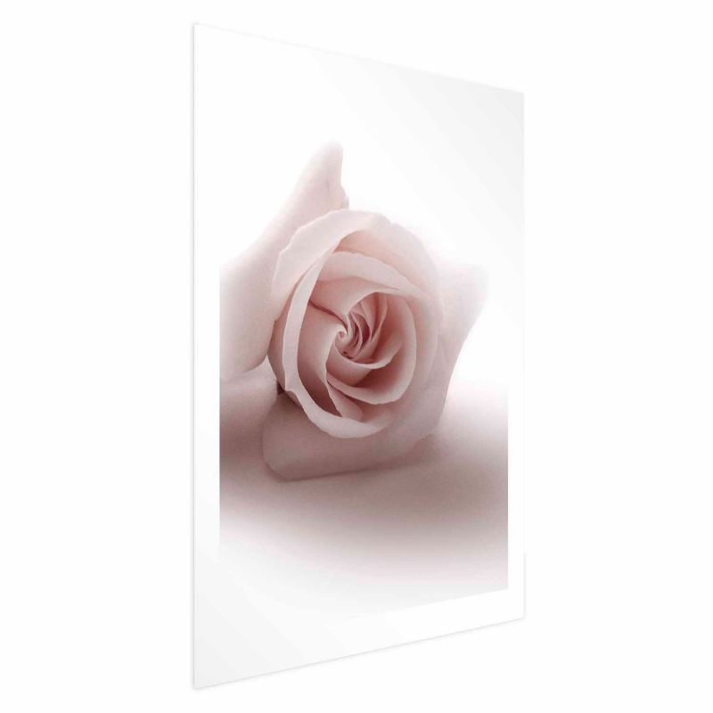 Plakat Artgeist Różany cień 60x90 cm bez ramy 1 szt