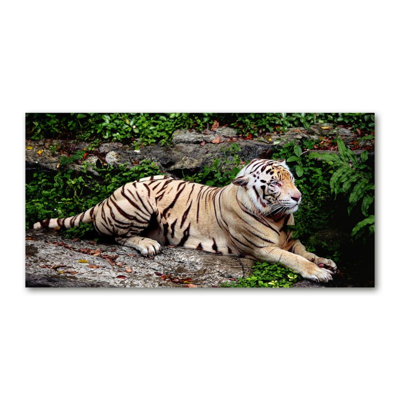 Obraz canvas Tulup Tygrys na skałach 100x50 cm 1 szt.