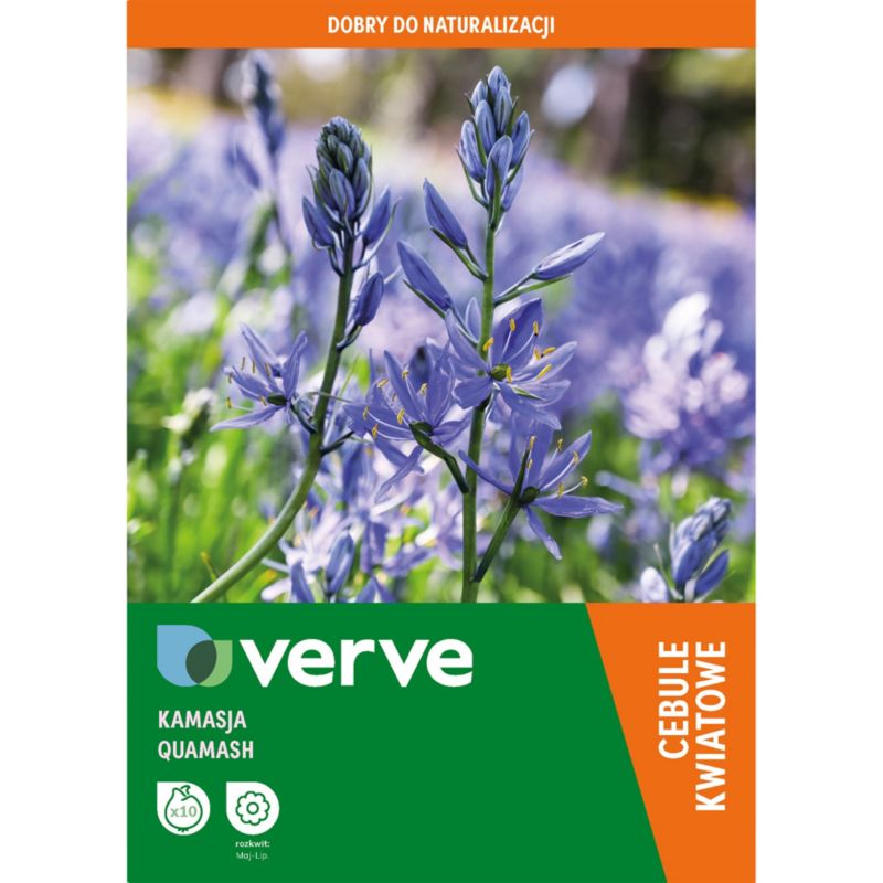 Kamasja Quamash 10 szt.