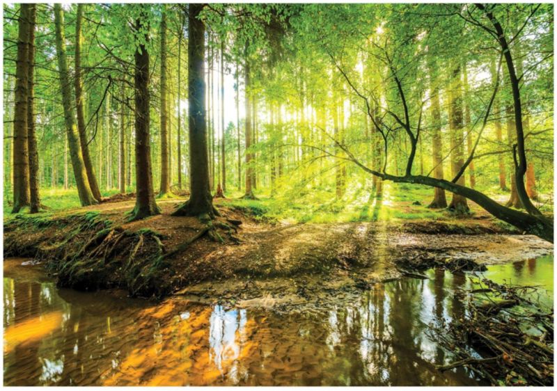 Fototapeta Na Flizelinie WALLARENA 400x280 cm Tapeta Do Sypialni Salonu Las Słońce 1 szt.