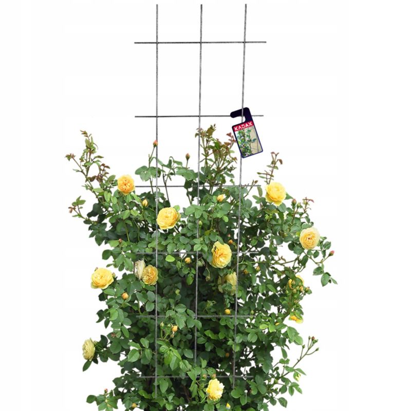 Pergola KADAX Krata Ogrodowa Na Kwiaty Do Roślin Pnących 45x150 1 szt.