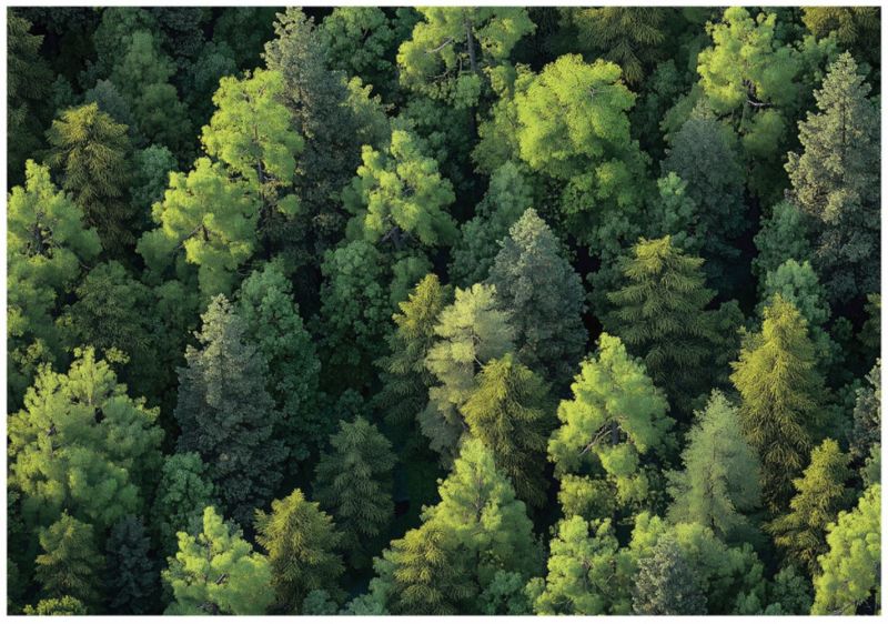 Tapeta Do Sypialni Kuchni Las WALLARENA 350x250 cm Fototapeta Na Flizelinie 1 szt.