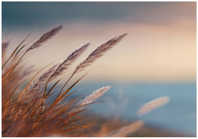Fototapeta WALLARENA Do Sypialni Salonu Na Flizelinie Trawa Pejzaż Natura Beżowy 250x175 cm 16043VX5 1 szt.