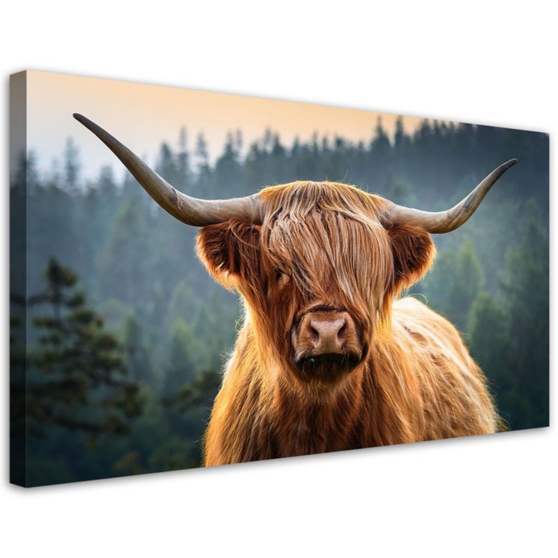 Obraz na płótnie Feeby Szkocka Krowa Zwierzęta 120x60cm 1szt