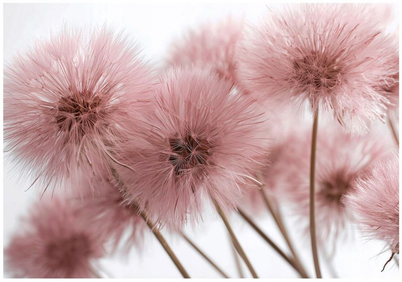 Fototapeta Dmuchawce Boho WALLARENA 400x280 cm Tapeta Do Sypialni Salonu Na Flizelinie 1 szt.