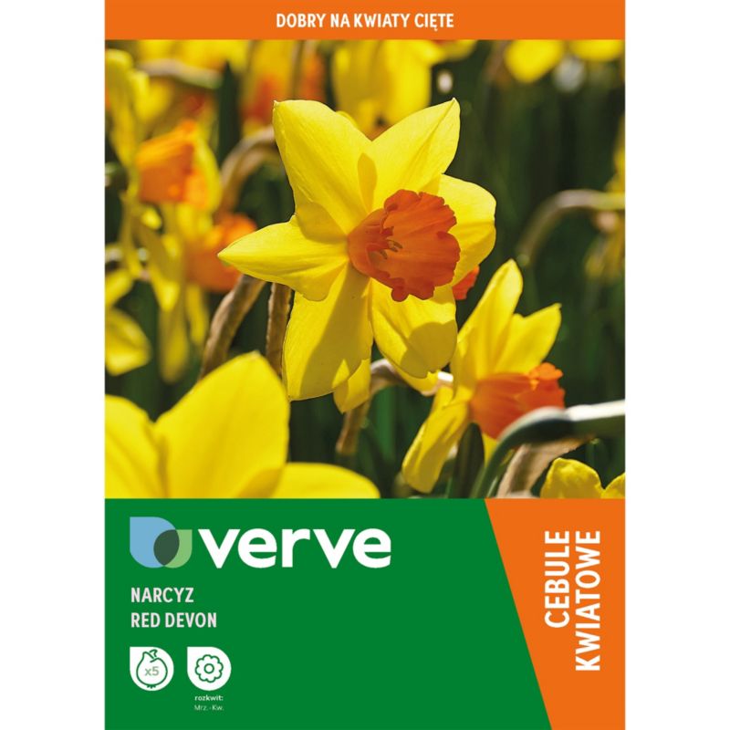 Narcyz wysoki Cheerfulness 8 szt.