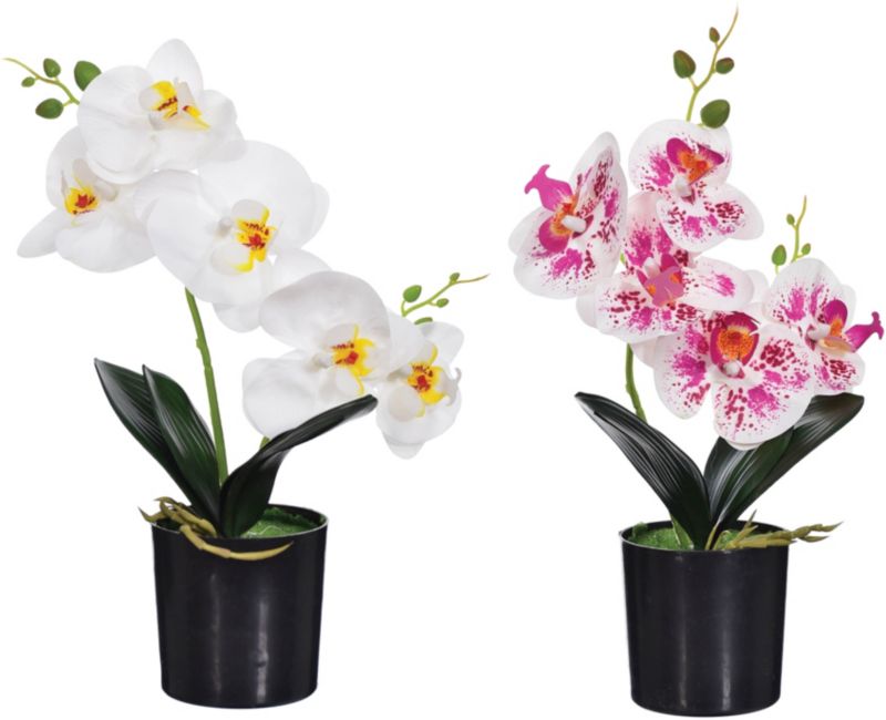 Storczyk dwupędowy Jumi w doniczce 40 cm