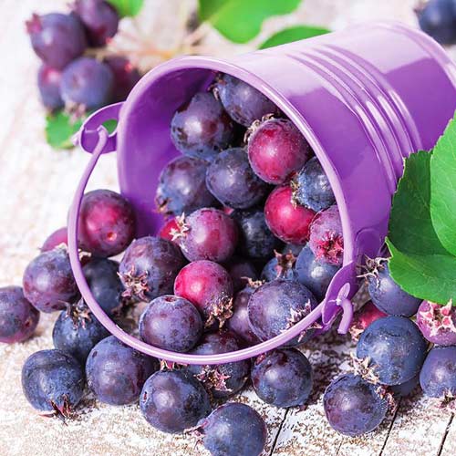 1 sadz, Świdośliwa Canadice - Sadzonki: Ilość w opakowaniu: 1 sadz