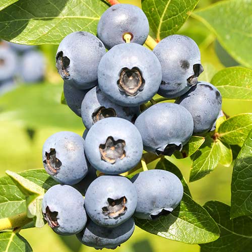 1 sadz, Borówka amerykańska Reka - Sadzonki: Ilość w opakowaniu: 1 sadz