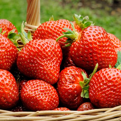 1 szt, Truskawka Garda - Sadzonki: Ilość w opakowaniu: 5 sadz