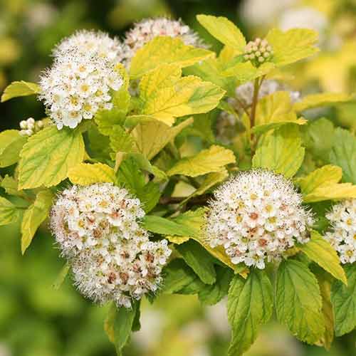 1 sadz, Pęcherznica Tilden Park - Sadzonki: Ilość w opakowaniu: 1 sadz