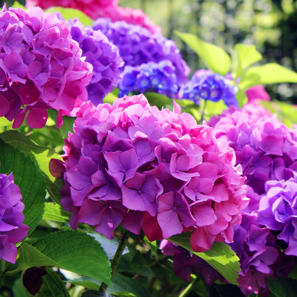 Hortensja ogrodowa Hamburg - Sadzonki. Ilość w opakowaniu: 1 szt. - GradinaMax