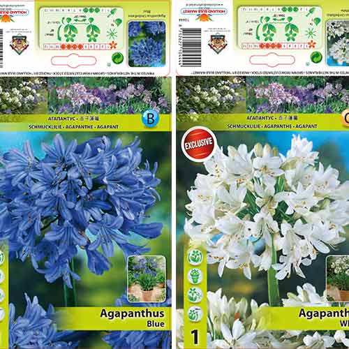 Agapant, zestaw 2 odmian - Cebule: Ilość w opakowaniu: 2 szt.