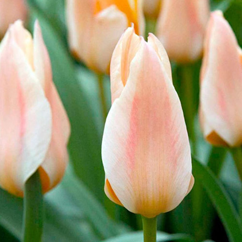 5 szt., Tulipan botaniczny Little Girl - Cebule: Ilość w opakowaniu: 5 szt.