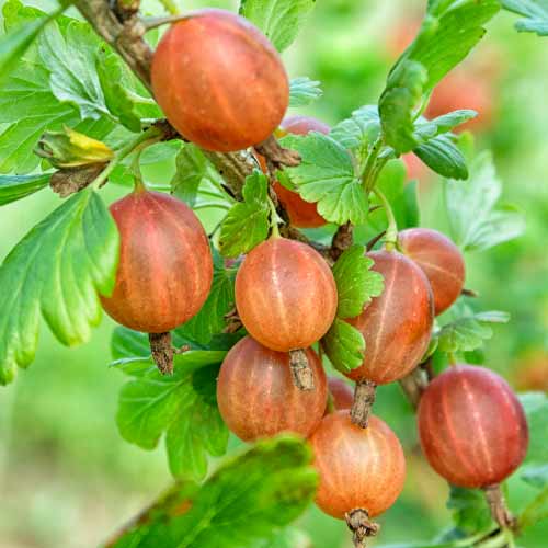 Agrest bezkolcowy Captivator - Sadzonki: Ilość w opakowaniu: 1 sadz - GradinaMax