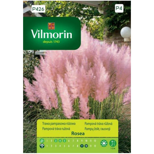 1 szt, Trawa pampasowa różowa Vilmorin - Nasiona: Ilość w opakowaniu: 0.1 g