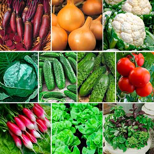 1 szt, Super oferta! Nasiona otoczkowane, zestaw 10 opakowań - Nasiona: Ilość w opakowaniu: 10 szt