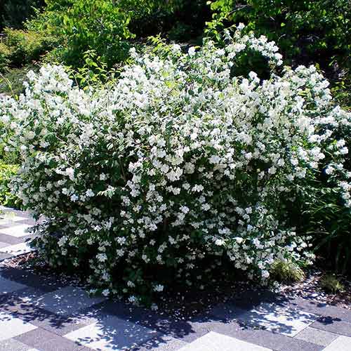 1 sadz, Jaśminowiec Dame Blanche - Sadzonki: Ilość w opakowaniu: 1 sadz