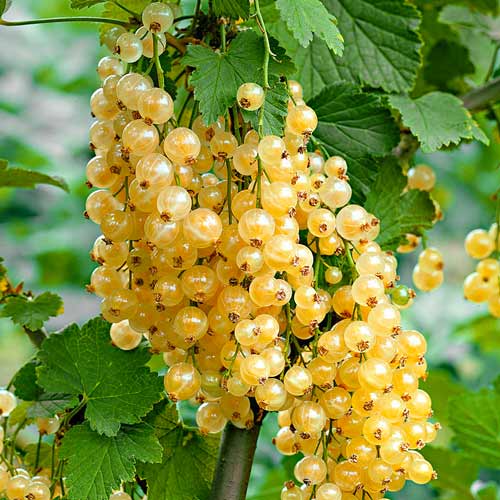 1 sadz, Porzeczka White Pearl - Sadzonki: Ilość w opakowaniu: 1 sadz