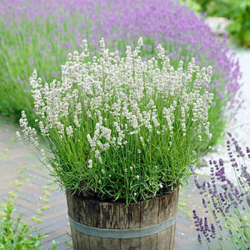 1 sadz, Lawenda wąskolistna Ellagance Ice - Sadzonki: Ilość w opakowaniu: 1 sadz