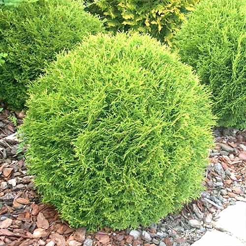 1 sadz, Żywotnik zachodni (Thuja) Little Champion - Sadzonki: Ilość w opakowaniu: 1 sadz