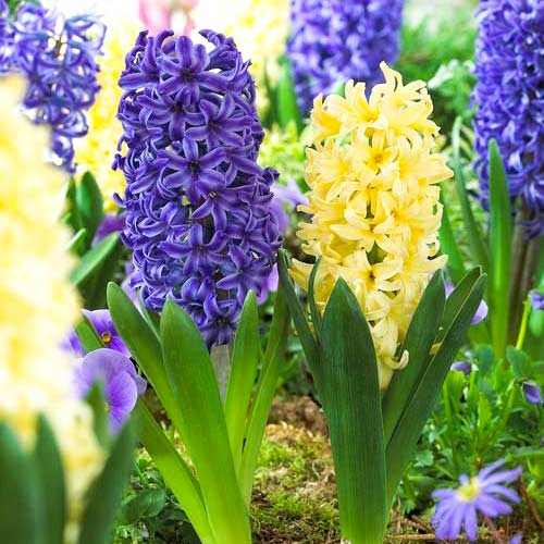 14 szt., Super oferta! Hiacynt City of Haarlem, Hiacynt Blue Jacket, zestaw 2 odmian - Cebule: Ilość w opakowaniu: 14 szt.