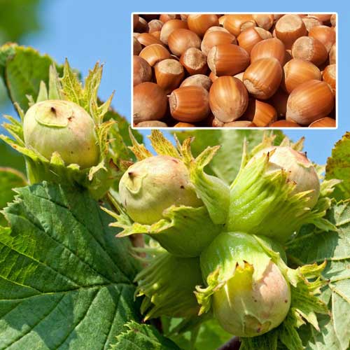 1 sadz, Orzech laskowy - Sadzonki: Ilość w opakowaniu: 1 sadz