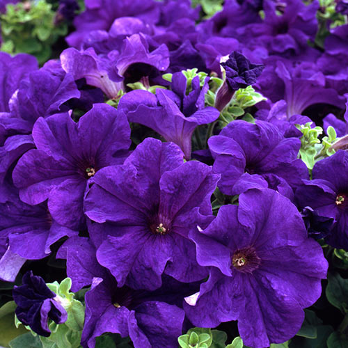 1 szt, Petunia ogrodowa niebieska - Nasiona: Ilość w opakowaniu: 0.1 g