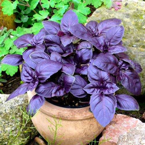 8 sadz, Bazylia Czerwona - Sadzonki: Ilość w opakowaniu: 8 sadz