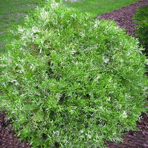 1 szt., Żywotnikowiec japoński Variegata - Sadzonki: Ilość w opakowaniu: 1 szt.