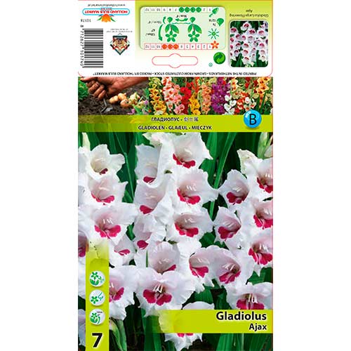 7 szt., Gladiola (Mieczyk) Ajax - Cebule: Ilość w opakowaniu: 7 szt.
