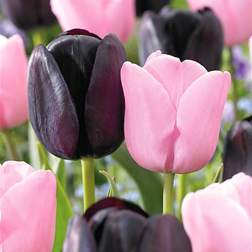 1 szt, Super oferta! Tulipan późny, zestaw 2 odmian - Cebule: Ilość w opakowaniu: 25 szt.