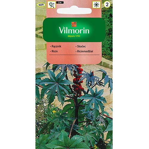 1 szt, Rącznik czerwonolistny Vilmorin - Nasiona: Ilość w opakowaniu: 2 g