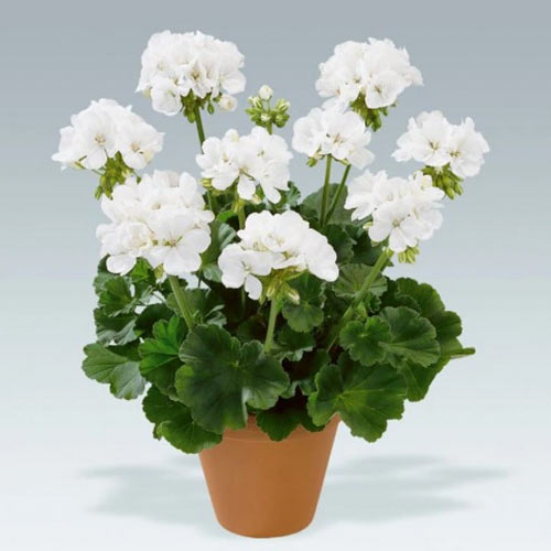 1 szt, Pelargonia biała F1 - Nasiona: Ilość w opakowaniu: 10 none