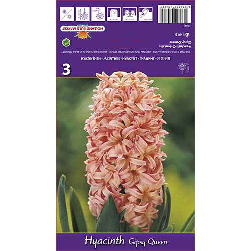 Hiacynt Gipsy Queen - Cebule: Ilość w opakowaniu: 3 szt. - GradinaMax