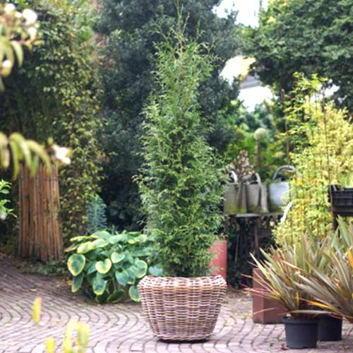 1 sadz, Żywotnik olbrzymi (Thuja) Sugar & Spice - Sadzonki: Ilość w opakowaniu: 1 sadz