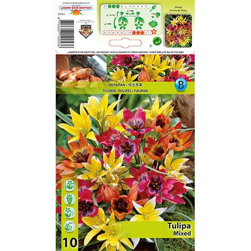 Tulipany botaniczne, mix kolorów - Cebule: Ilość w opakowaniu: 10 szt. - GradinaMax
