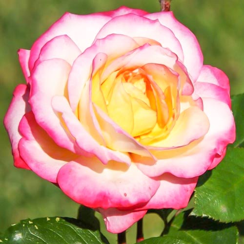 1 sadz, Róża bukietowa Laminuette - Sadzonki: Ilość w opakowaniu: 1 sadz