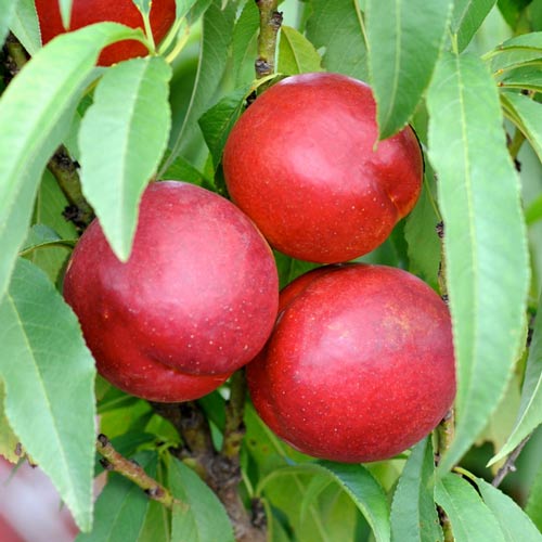 1 sadz, Nektaryna Potemak - Sadzonki: Ilość w opakowaniu: 1 sadz