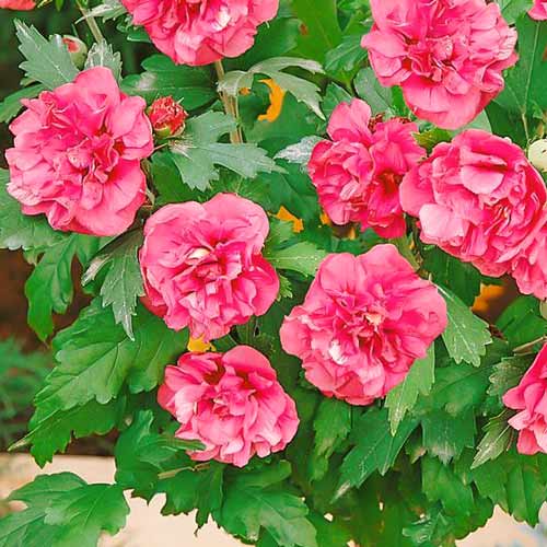 1 szt, Hibiskus (Ketmia syryjska) Duc de Brabant, P9 - Sadzonki: Ilość w opakowaniu: 1 sadz