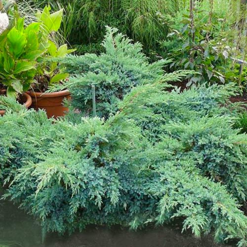 1 sadz, Jałowiec łuskowaty Blue Swede - Sadzonki: Ilość w opakowaniu: 1 sadz