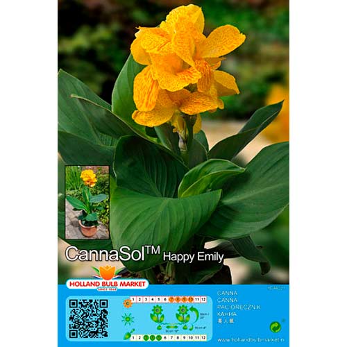 1 szt, Paciorecznik (Canna) Happy Emily - Byliny: Ilość w opakowaniu: 1 szt.