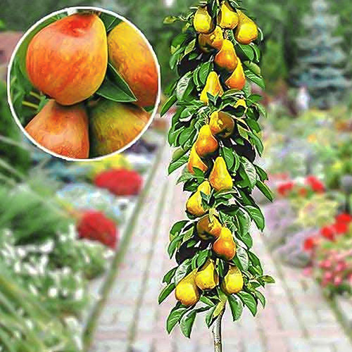 Grusza kolumnowa wczesna - Sadzonki. Ilość w opakowaniu: 1 sadz - GradinaMax