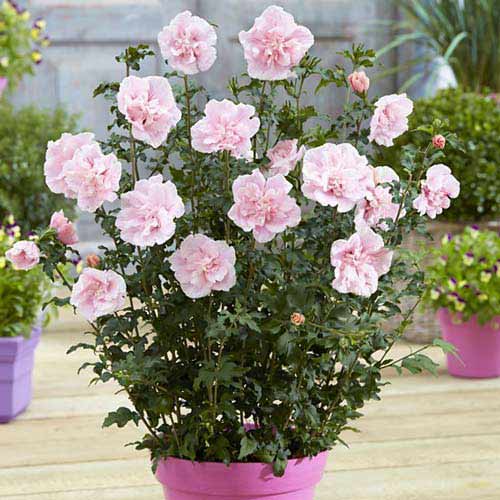 1 sadz, Hibiskus Pink Chiffon - Byliny: Ilość w opakowaniu: 1 sadz