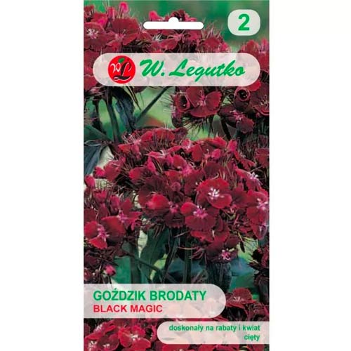 1 szt, Goździk brodaty Black Magic - Nasiona: Ilość w opakowaniu: 0.5 g