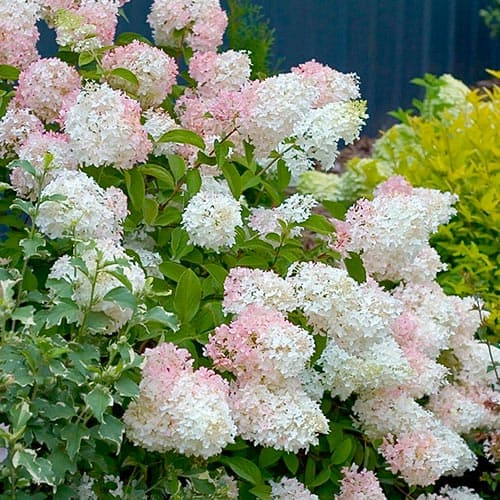 1 szt., Hortensja bukietowa Phantom - Sadzonki: Ilość w opakowaniu: 1 szt.