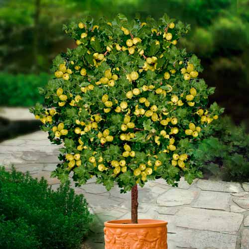 1 szt, Agrest zielony na pniu Hinnonmaki Grun - Sadzonki: Ilość w opakowaniu: 1 sadz