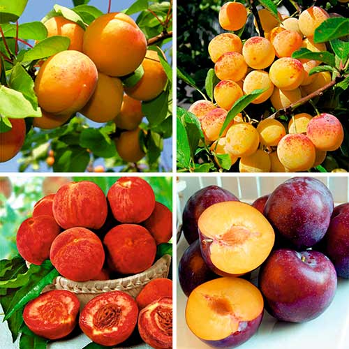 4 sadz, Super Oferta! Zestaw drzewek 4 sadzonki - Sadzonki: Ilość w opakowaniu: 4 sadz