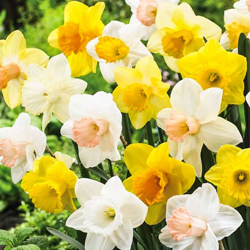 40 szt., Super oferta! Narcyz trąbkowy, zestaw 40 cebul - Cebule: Ilość w opakowaniu: 40 szt.